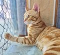 ROMEO3