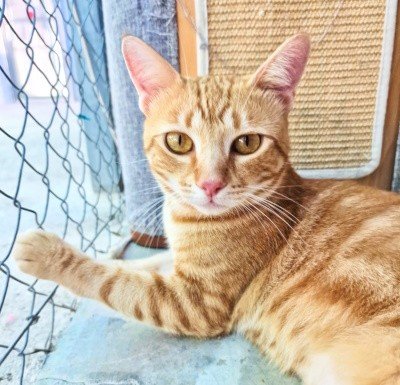 ROMEO1