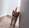 a_113701746355309