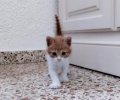 a_113711746355439