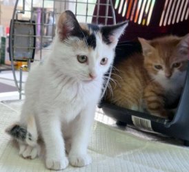 Mae & Mambrú