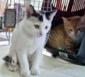 Mae & Mambrú