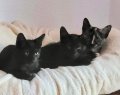 Darcy, Onyx und Lasey 5