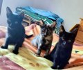 Darcy, Onyx und Lasey 3