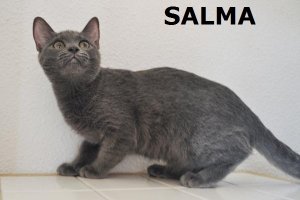 ss_salma-3